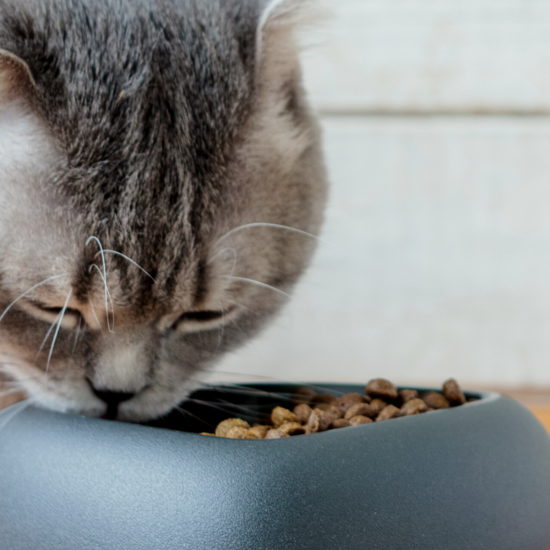 Essentielle Fettsäuren für Katzenfutter