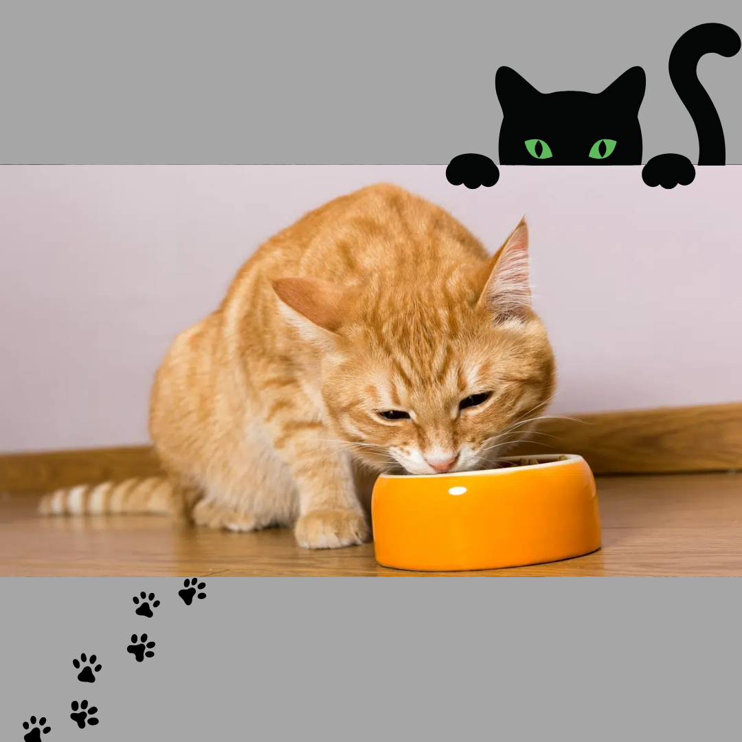 5 Fehler, die man beim Kauf von Katzenfutter vermeiden sollte!