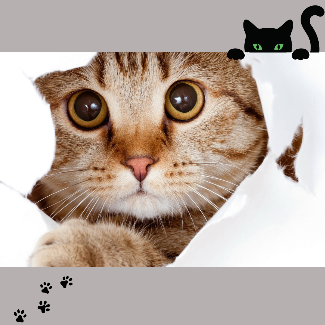 DIE SPRACHE DER KATZE – DIE PUPILLENFORM