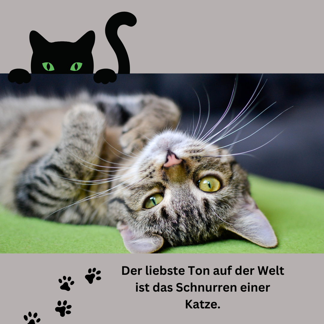 Was brauchen Katzen in ihrer Ernährung?